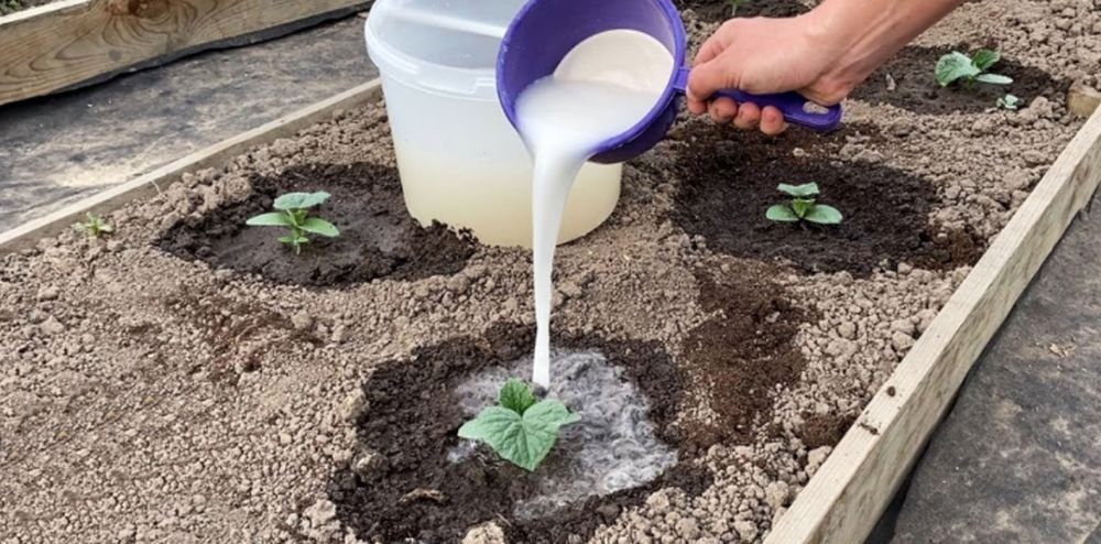 Les concombres en un Instant vont grandir! Il suffit d&rsquo;arroser ces pousses de concombres