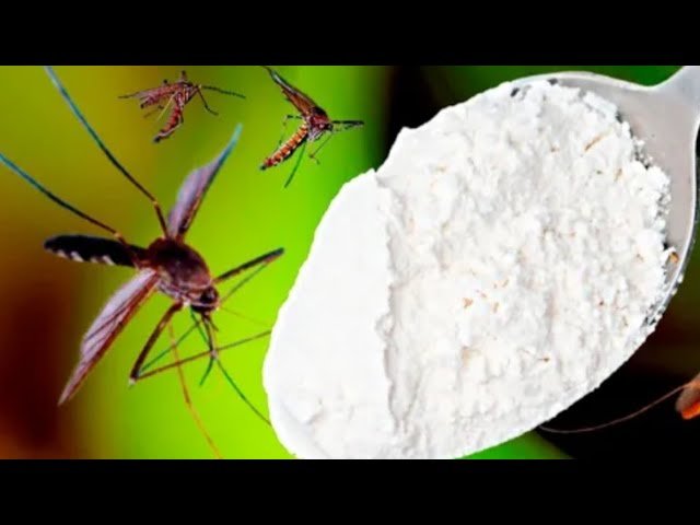 Les moustiques disparaissent immédiatement en 1 minute pour toujours ! La meilleure recette bio grat