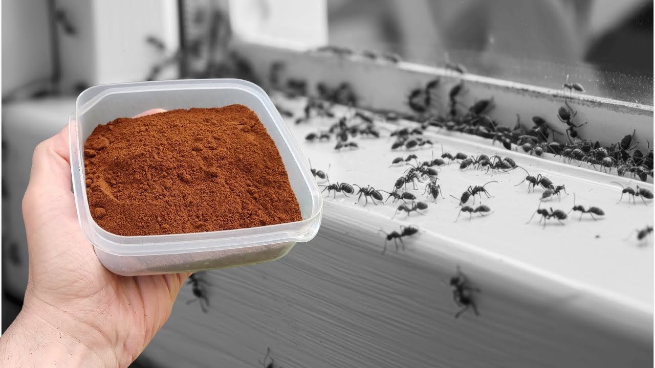 Je n&rsquo;ai plus une seule fourmi dans ma maison ! C&rsquo;est mieux que 100 insecticides