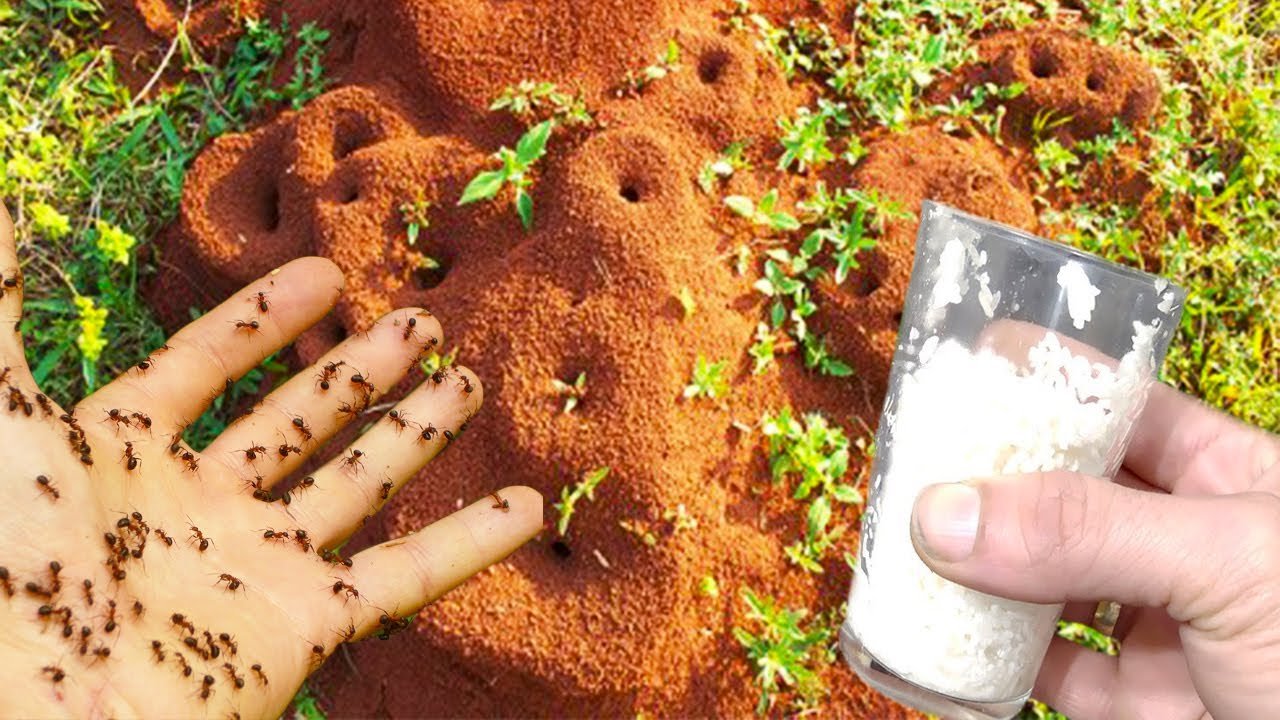 Tue tout en 10 secondes! Tue toutes les fourmis de votre maison, jardin, potager Solution définitive