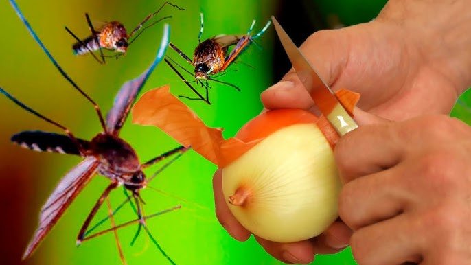 Les moustiques disparaissent en seulement 1 minute pour toujours ! Meilleure recette bio gratuite !