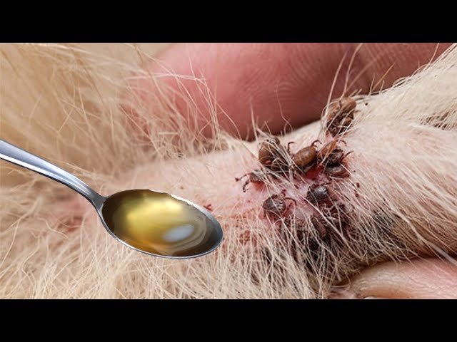Les puces ont disparu en 1 minute sans produits chimiques