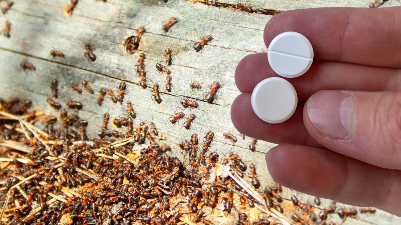 Comment se débarrasser rapidement des fourmis et des pucerons pour toujours, 100 % efficace !