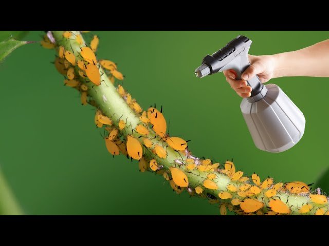 L&rsquo;insecticide organique le plus puissant,Pucerons, coléoptères et fourmis disparaissent en 3 minutes