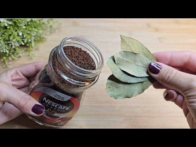 Mettez ceci dans votre maison et vous ne verrez plus jamais de mouches ou de moustiques