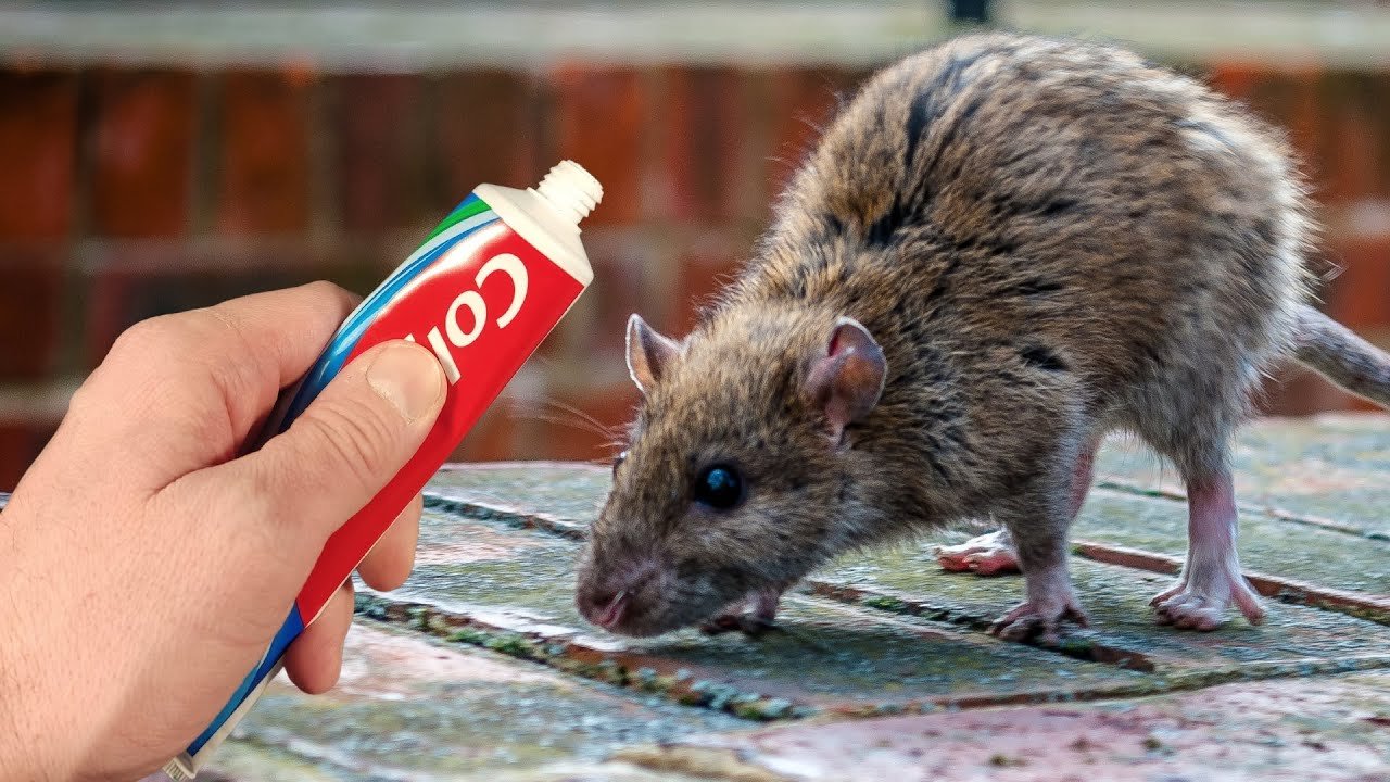 Une seule pression suffit et les souris et les rats disparaissent de votre maison.