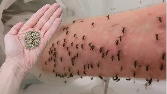Vous ne verrez plus jamais de moustiques si vous faites CELA