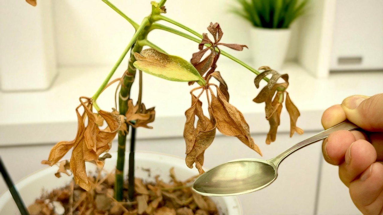 Succès garanti ! Méthode 100 % efficace pour sauver vos orchidées mourantes à la maison.