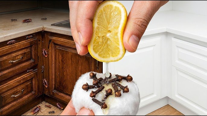 L’astuce avec le clou de girofle qui a sauvé ma maison ! (Même mes voisins ont demandé le secret)