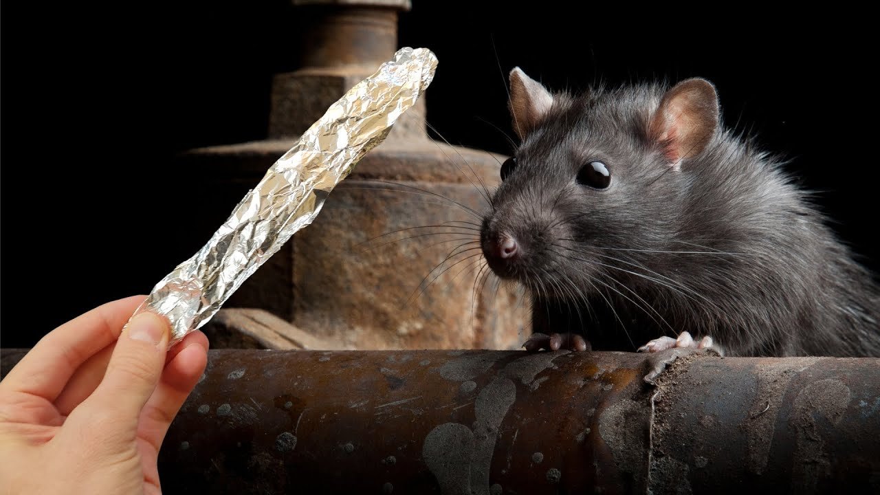 Juste 1 feuille et les rats et les souris sont complètement partis