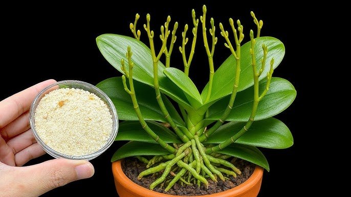 Comment redonner vie à n&rsquo;importe quelle plante mourante avec ce simple truc (fonctionne à chaque foi