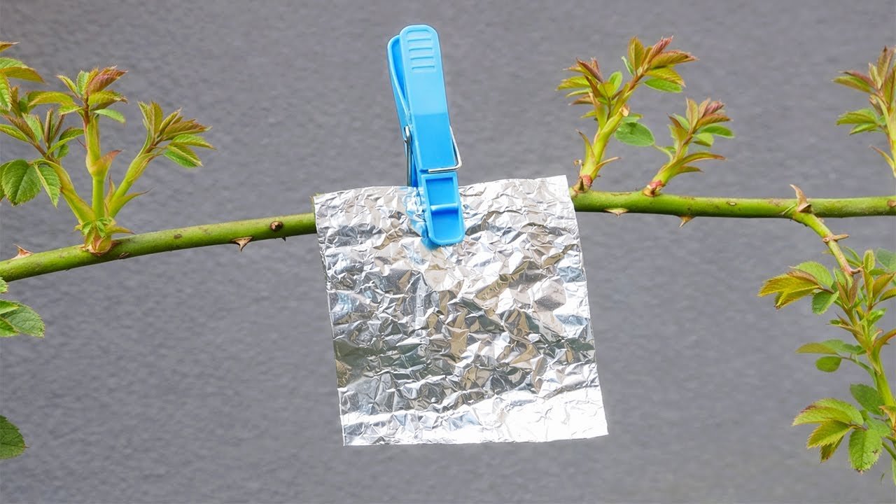 Accrochez la feuille d&rsquo;aluminium à une branche et vous n&rsquo;en croirez pas vos yeux.