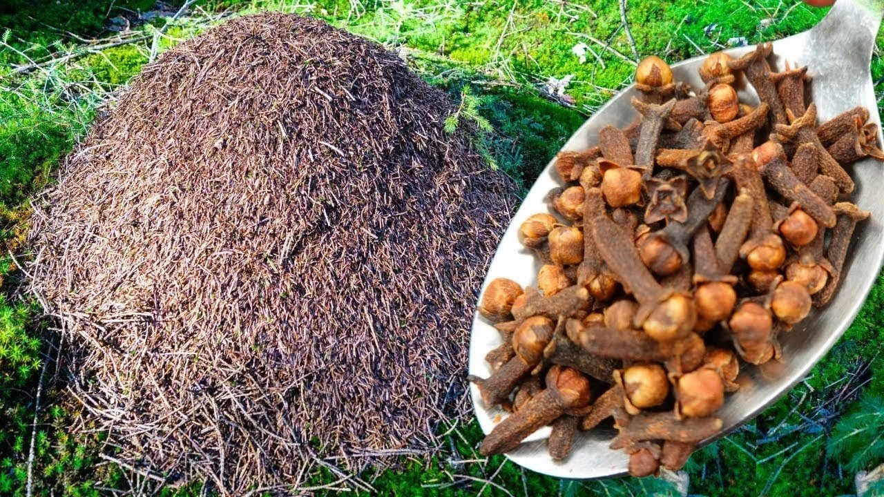 LES FOURMIS NE SONT PAS RETOURNÉES DANS MON JARDIN DEPUIS 50 ANS ! FAITES CECI ET VOUS N&rsquo;AUREZ PLUS
