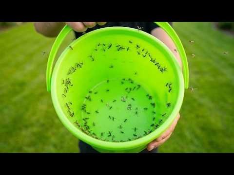 Voilà comment attraper tous les moustiques du jardin. Piège génial avec un seau