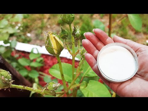 Le bicarbonate de soude protège les roses et autres plantes des parasites