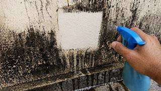 Je suis mort sans savoir : comment enlever facilement les moisissures des murs peints !