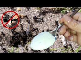 DANS 1 MINUTE, LES FOURMIS QUITTERONT VOTRE JARDIN ET VOTRE MAISON AVEC UNE IMPORTANCE GRAVE