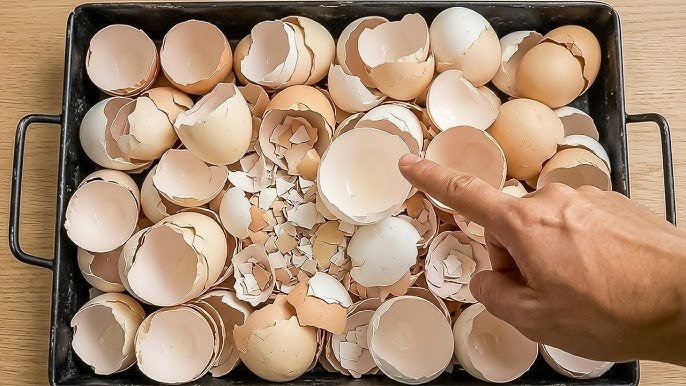 Jeter les coquilles d&rsquo;œufs est une grosse erreur ! Une idée géniale dont chaque foyer devrait dispos