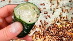 LES FOURMIS NE REVIENNENT PAS AVANT 50 ANS ! Débarrassez-vous des fourmis et des pucerons rapidement
