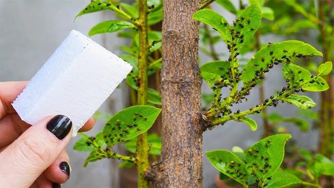 Il tue tout en 5 secondes (chenilles, fourmis, pucerons, cochenilles, mouches blanches et tous les insectes nus)