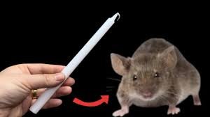 Débarrassez-vous des SOURIS ET DES RATS avec une seule BOUGIE ! La vermine s&rsquo;enfuit définitivement
