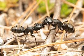 Les fourmis disparaîtront en 1 jour ! 4 astuces pour se débarrasser des fourmis
