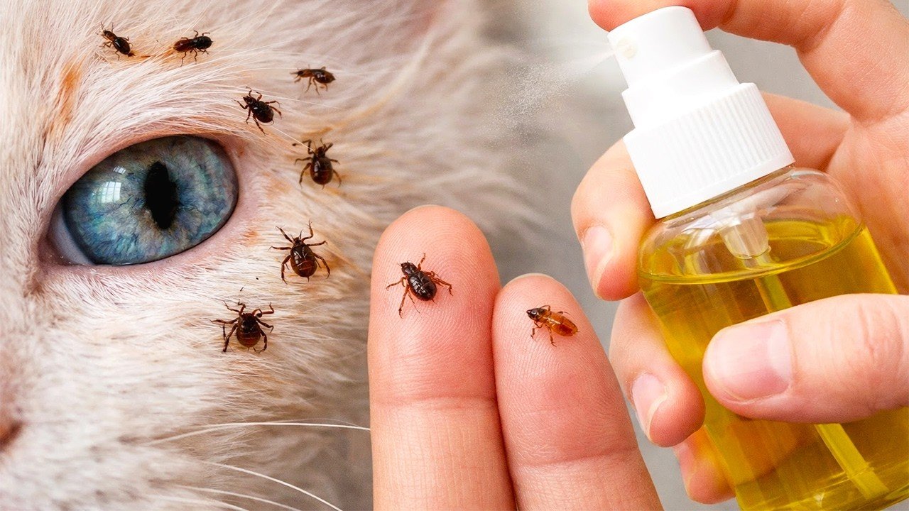 Comment se débarrasser naturellement des puces et des tiques de son chien ou de son chat