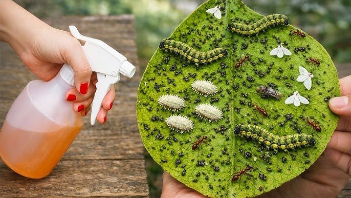 Tue tout en 5 secondes (chenilles, pucerons, fourmis, mouches, cochenilles et tous les parasites).