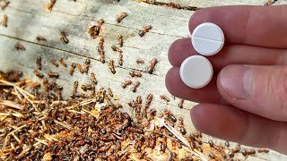 Comment se débarrasser rapidement des fourmis et des pucerons pour toujours, 100 % efficace !