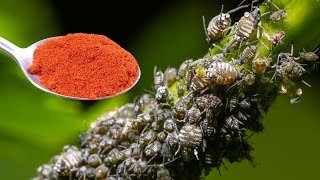 L&rsquo;insecticide le plus puissant sans produits chimiques. Les pucerons disparaissent en 1 minute