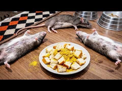 Meurent tous instantanément! Comment tuer les rats, sans poison et sans dépenser un centime ?