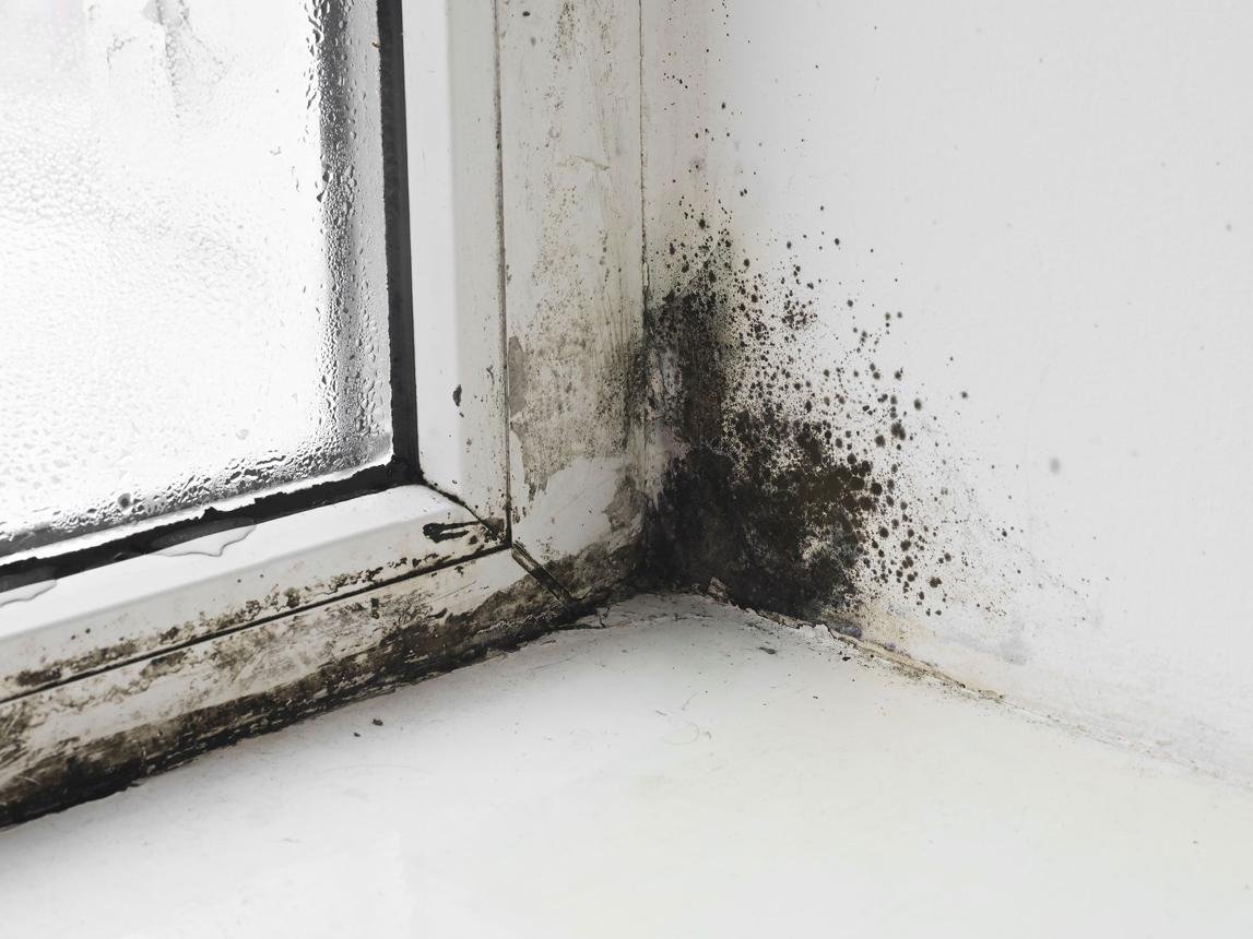 💧 Humidité et moisissures : 10 astuces pour protéger votre maison avant l&rsquo;arrivée du froid !