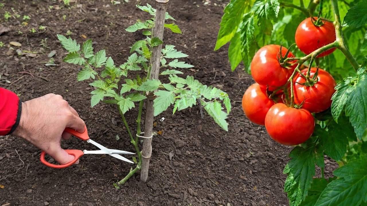 🍅 5 Techniques Pour Faire Pousser Les Plants De Tomates Plus Vite