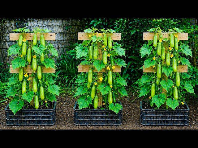 Comment Fabriquer un Treillis Vertical pour Concombres (Rendement Élevé !)