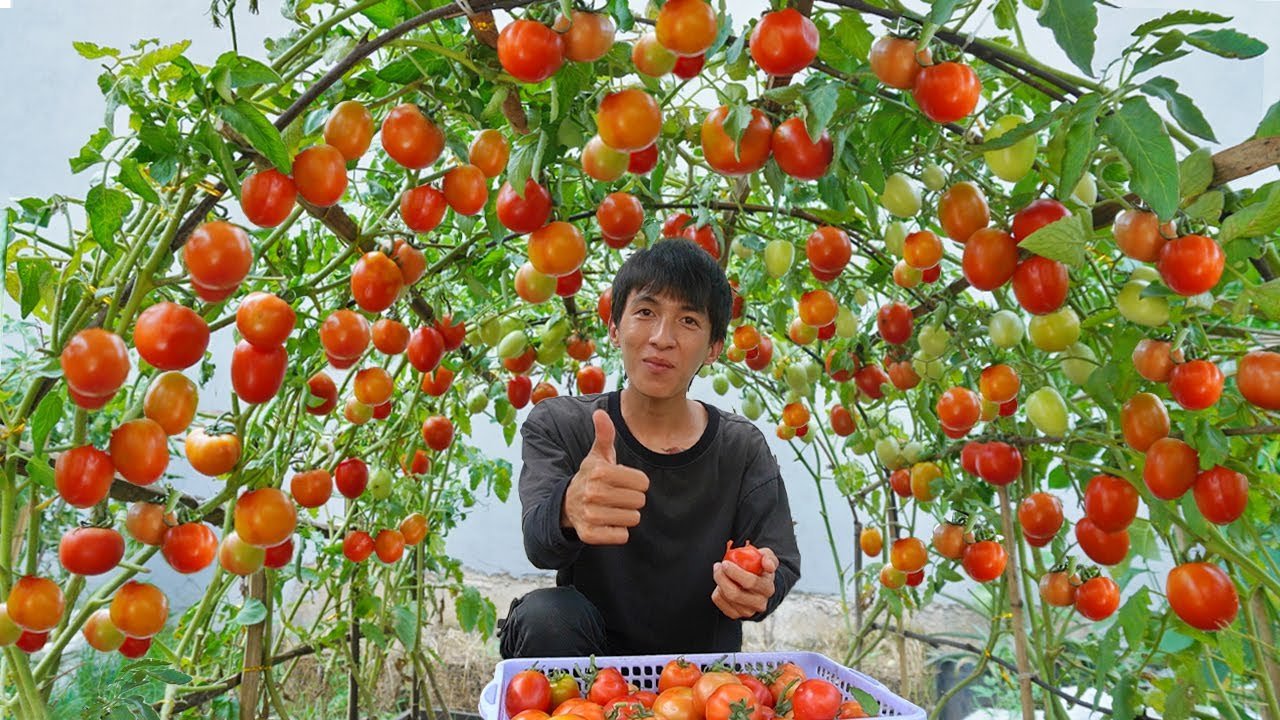 J&rsquo;aurais aimé connaître cette méthode de culture de tomates plus tôt
