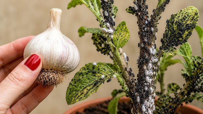 ÉLIMINE TOUT EN 3 SECONDES : Comment se débarrasser des pucerons, des cochenilles, des acariens et des champignons sur les plantes (insecticide)