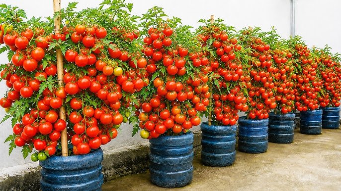 Une façon étonnante et inattendue de faire pousser des tomates dans une bouteille en plastique