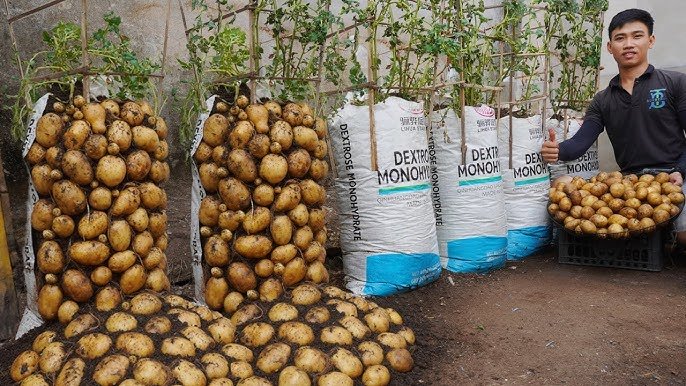 Cultiver des pommes de terre dans des sacs de terre. Vous aidera à ne plus dépenser d&rsquo;argent pour