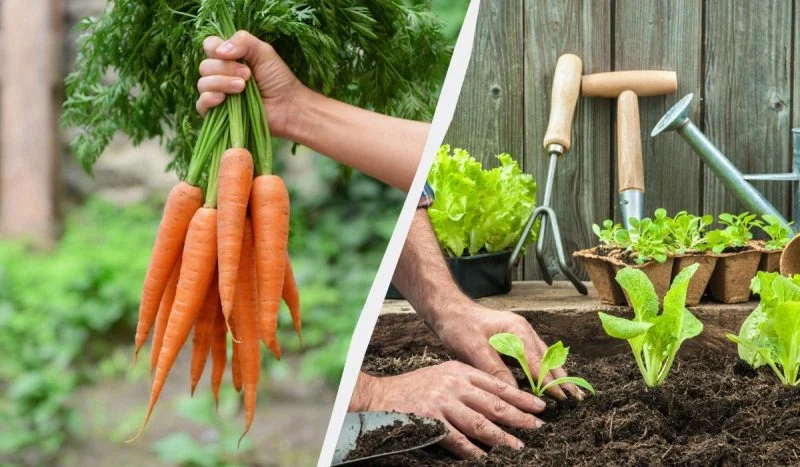 Ne plantez pas de graines de carottes avant d&rsquo;avoir vu cette astuce ingénieuse avec une boîte à œufs