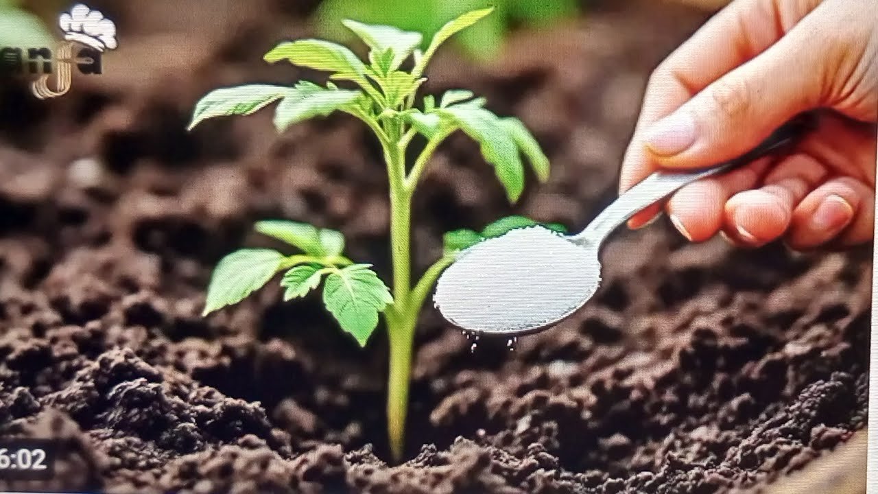les tomates, les poivrons et les concombres fleuriront si vous plantez comme ça + engrais naturel