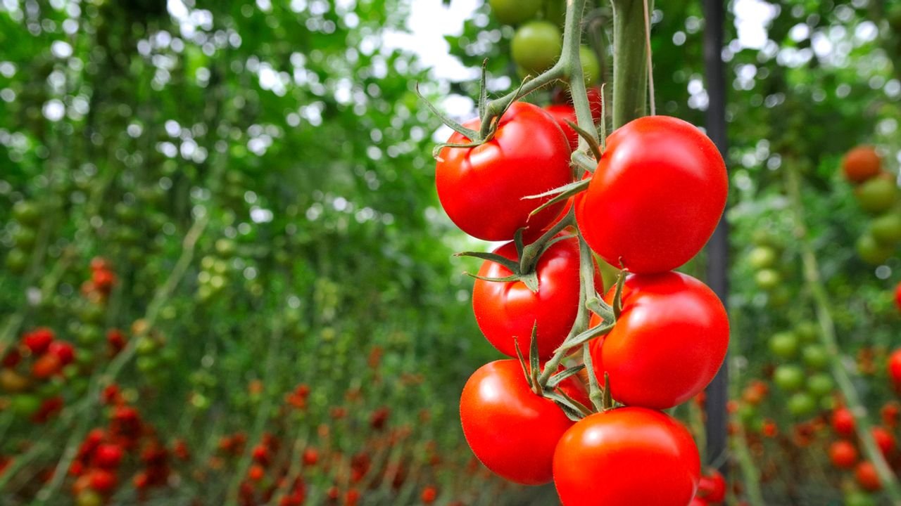« Une augmentation de 30% » : comment la canicule perturbe la production de tomates et fait grimper les prix cet été